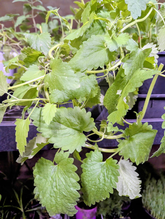 🌸 Premium Catmint (Nepeta × faassenii)
