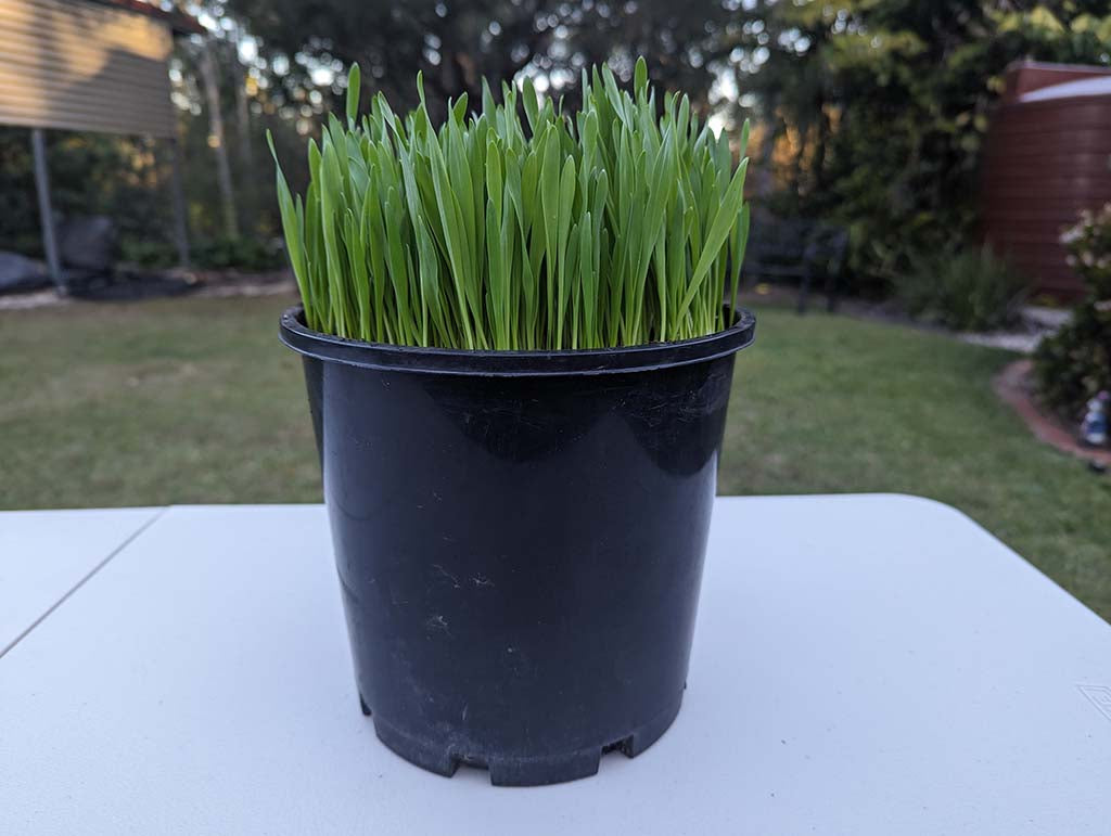 š± Fresh Pet Super Greens