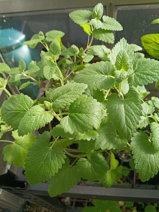 🐱 Premium Catnip (Nepeta cataria)