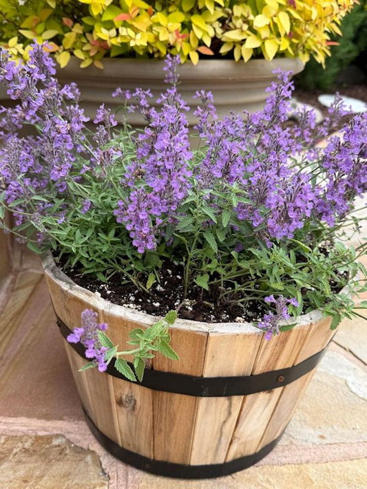 🌸 Premium Catmint (Nepeta × faassenii)