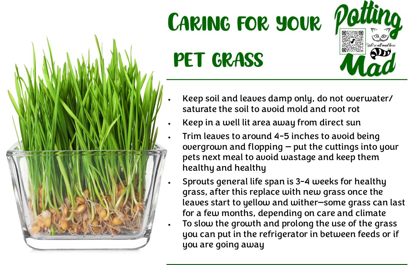 Caring for your Pet Grass Potting Mad