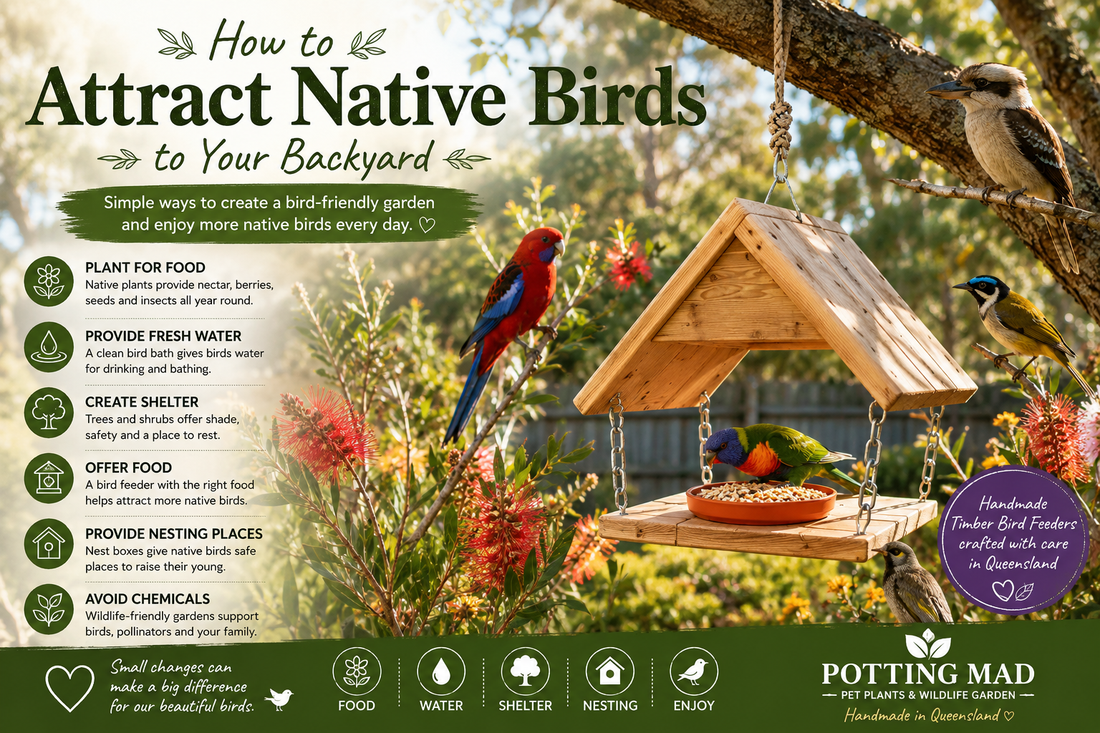 How to Attract Native Birds