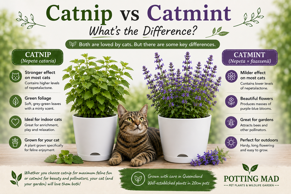 Catnip vs Catmint: What's the Difference?