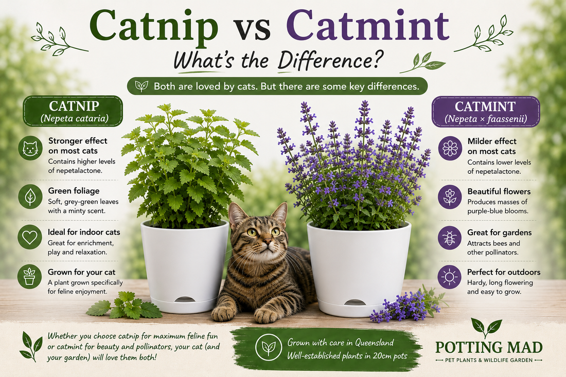 Catnip vs Catmint: What's the Difference?