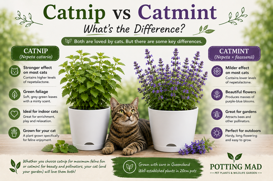 Catnip vs Catmint: What's the Difference?