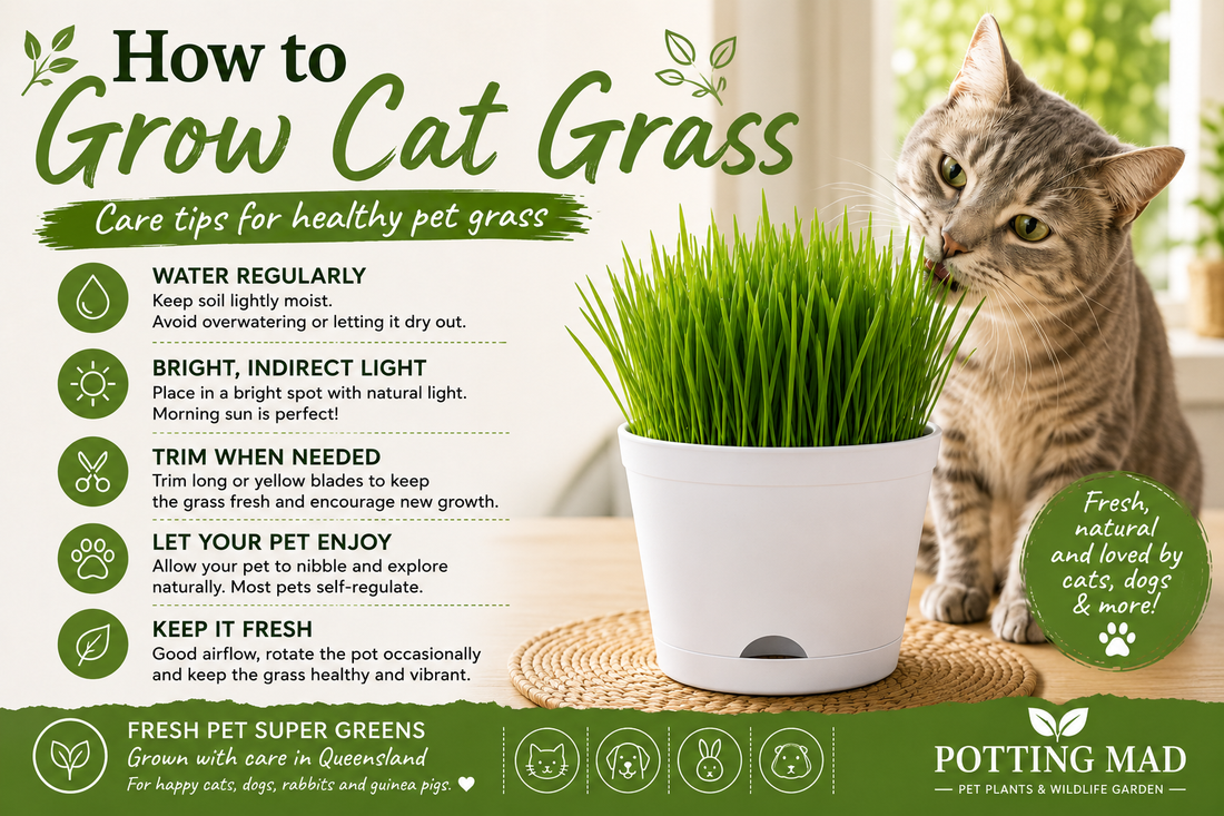 How to Grow Cat Grass
