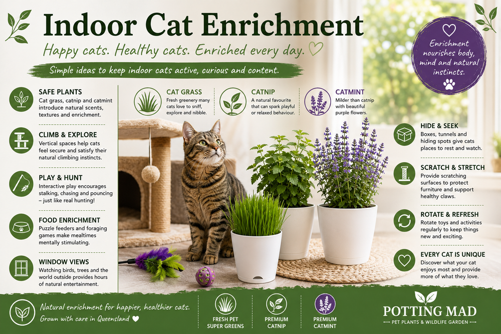 Indoor Cat Enrichment