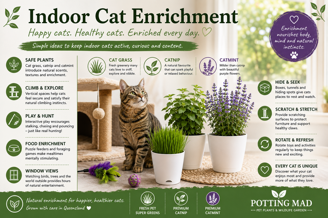 Indoor Cat Enrichment