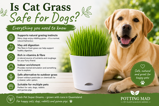 Is Cat Grass Safe for Dogs?