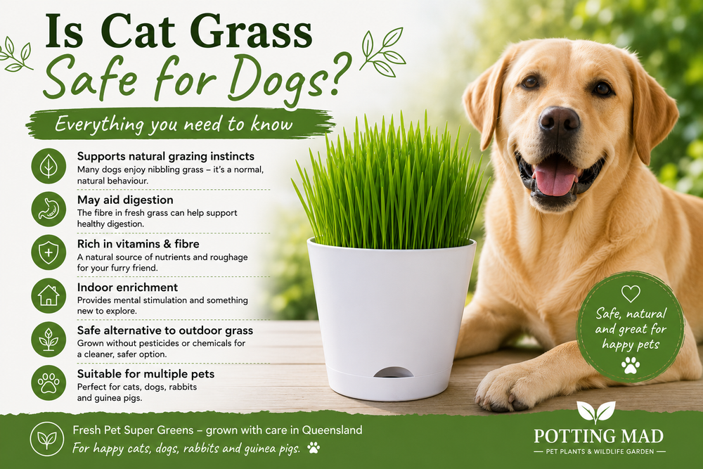 Is Cat Grass Safe for Dogs?