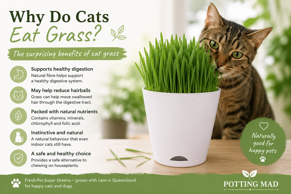 Why Do Cats Eat Grass?