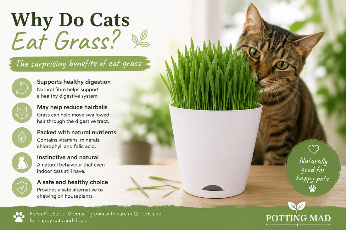Why Do Cats Eat Grass?