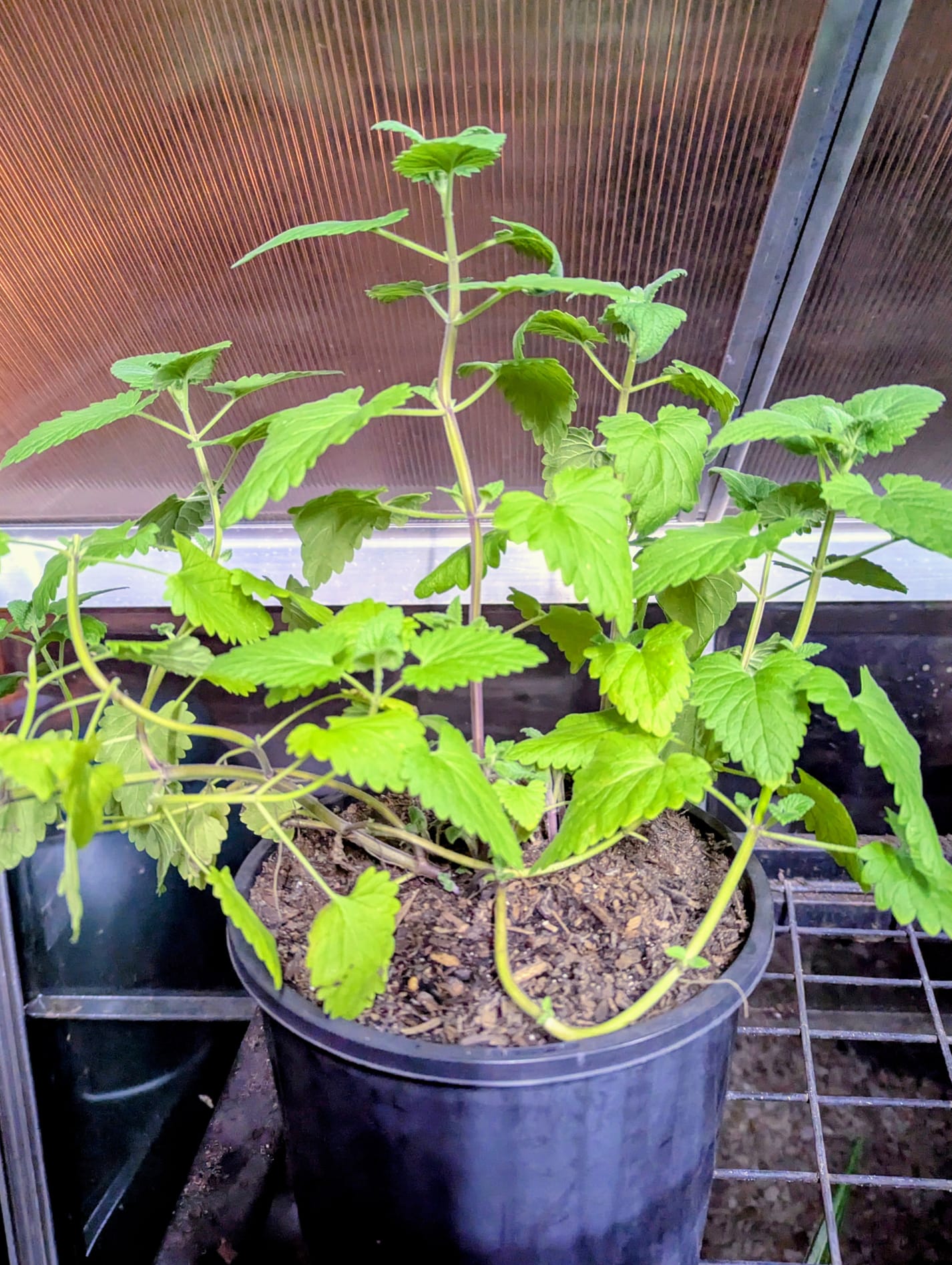 🌸 Premium Catmint (Nepeta × faassenii)