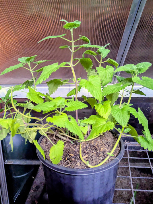 🌸 Premium Catmint (Nepeta × faassenii)
