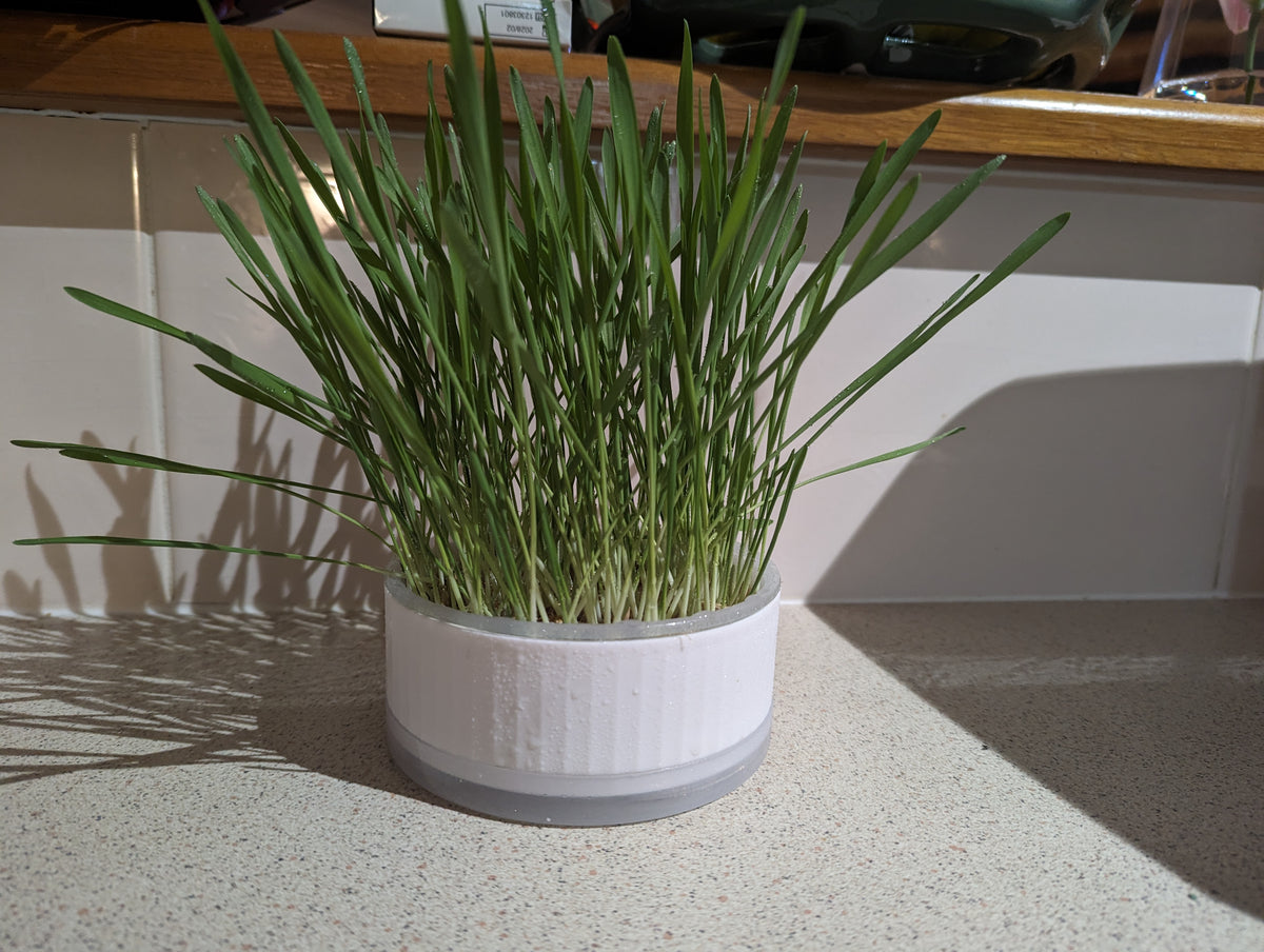 💧Hydroponic Pet Super Greens Growing Kit