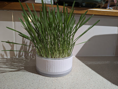 💧Hydroponic DIY Kit - Pet Super Greens