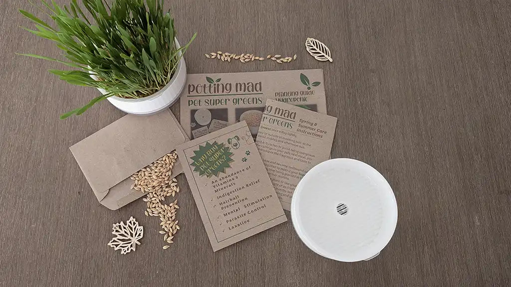 💧Hydroponic DIY Kit - Pet Super Greens