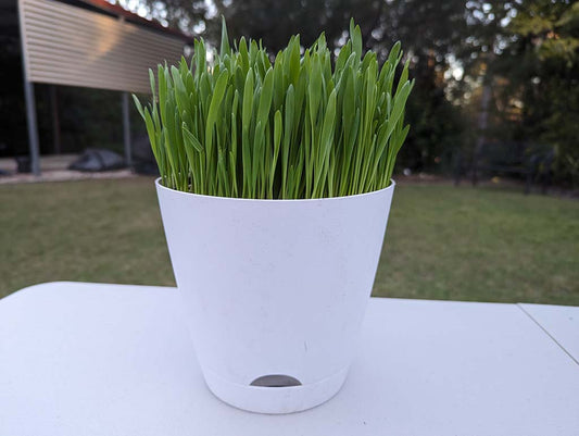 🌱 Fresh Pet Super Greens