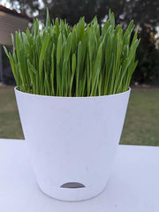 🌱 Fresh Pet Super Greens (Cat Grass)