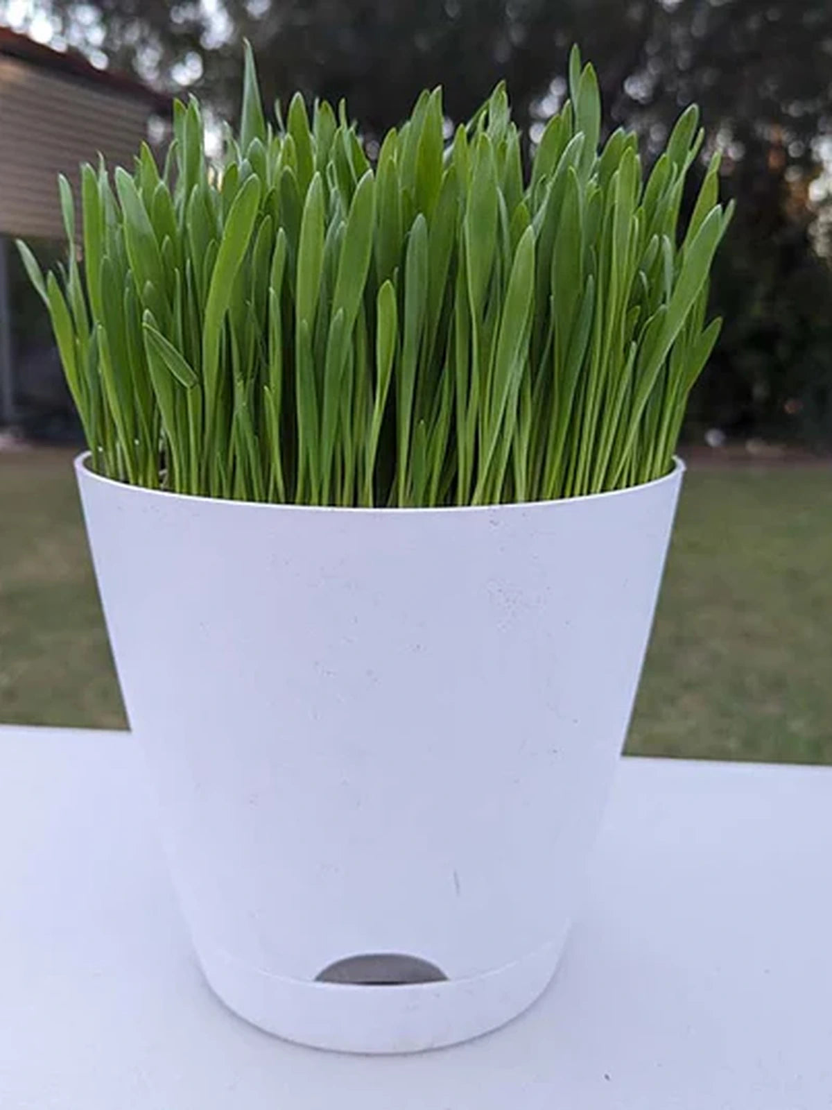 🌱 Fresh Pet Super Greens (Cat Grass)