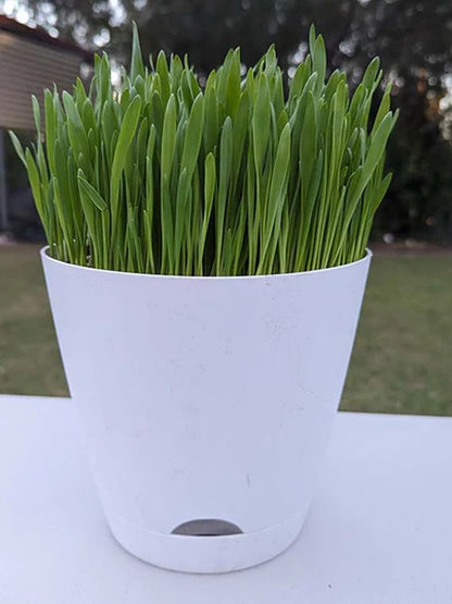 🌱 Fresh Pet Super Greens (Cat Grass)