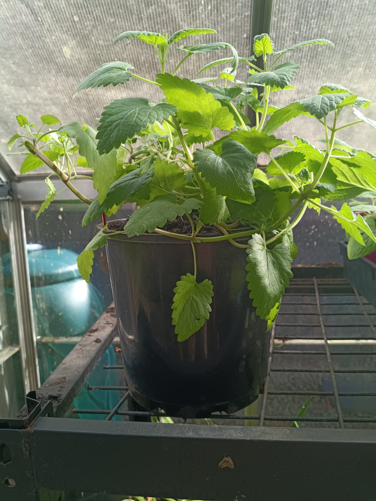 🐱 Premium Catnip (Nepeta cataria)
