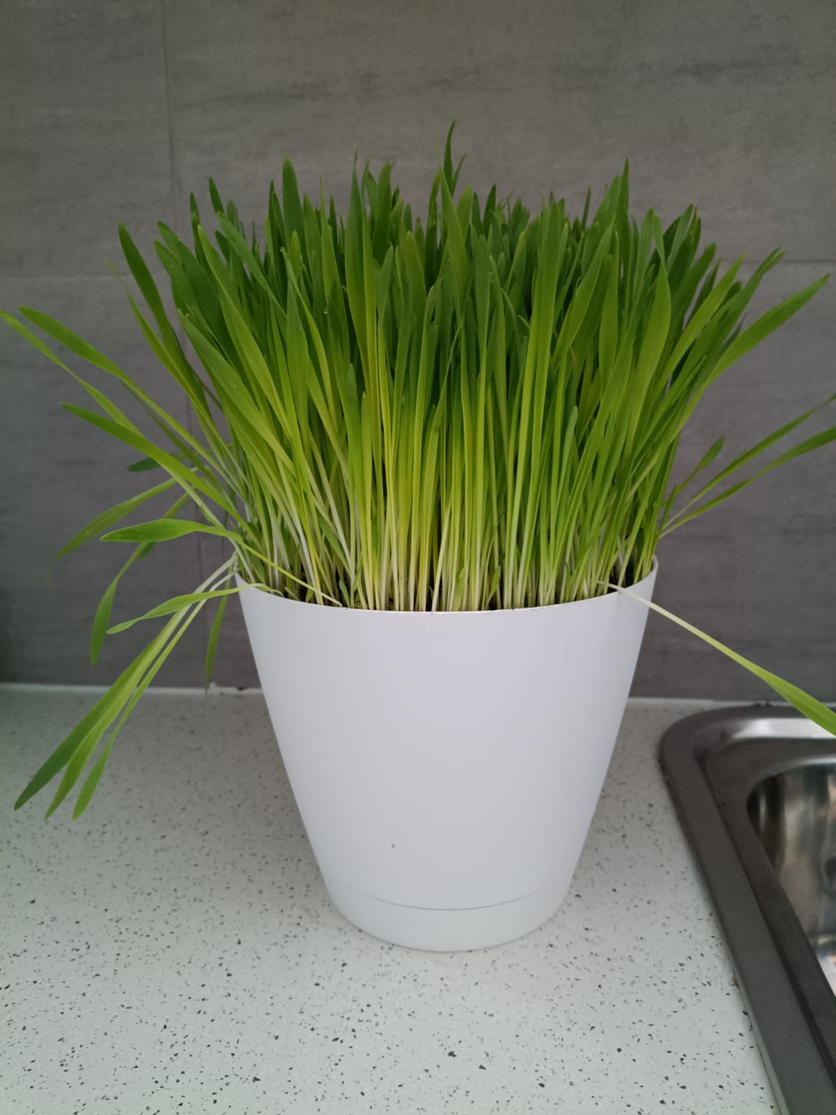 🌱 Fresh Pet Super Greens (Cat Grass)