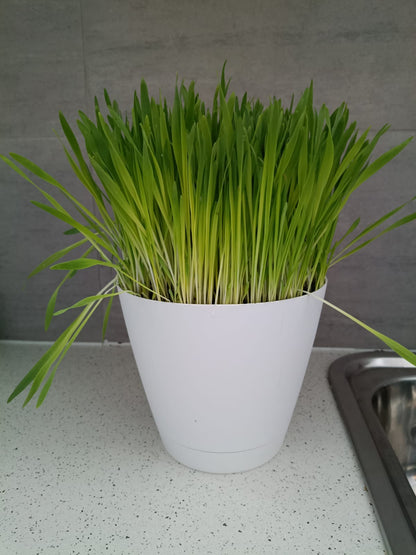 🌱 Fresh Pet Super Greens (Cat Grass)