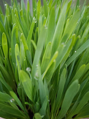 🌱 Fresh Pet Super Greens (Cat Grass)